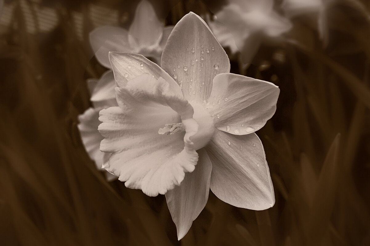 Нарцисс, в себя влюбленный. - Татьяна Помогалова Нарцисс, в себя влюбленный. - Татьяна Помогалова