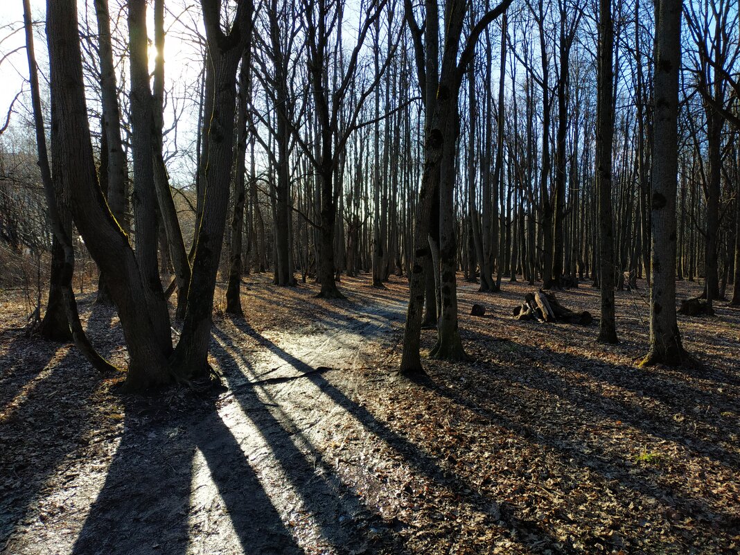 Свет и тени Лосиного острова. Март похожий на апрель - Андрей Лукьянов Свет и тени Лосиного острова. Март похожий на апрель - Андрей Лукьянов