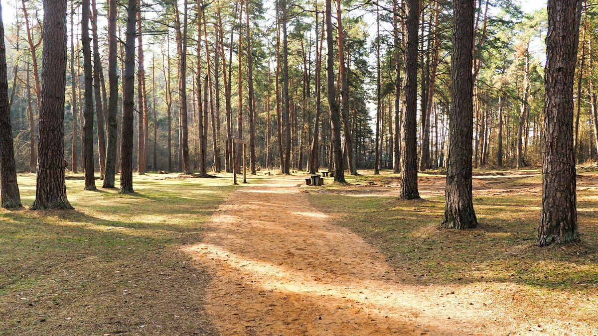 Весна в сосновом бору (репортаж из поездок по области). - Милешкин Владимир Алексеевич 