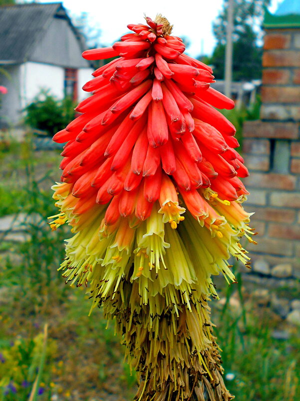 Книфофия - Константин Штарк