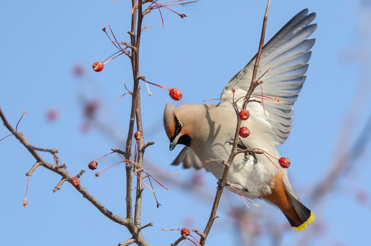Свиристель. - Виктор Иванович Чернюк