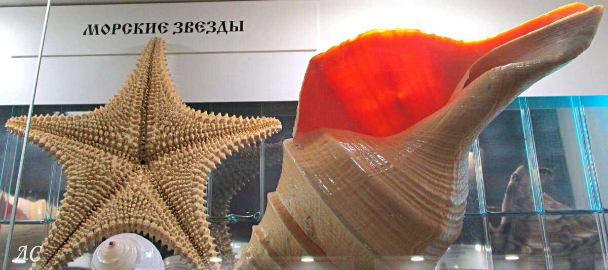 Обитатели моря - Любовь Сахарова Обитатели моря - Любовь Сахарова