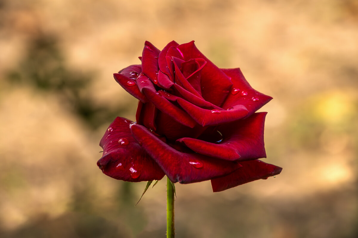 Роза - Игорь Сикорский Роза - Игорь Сикорский