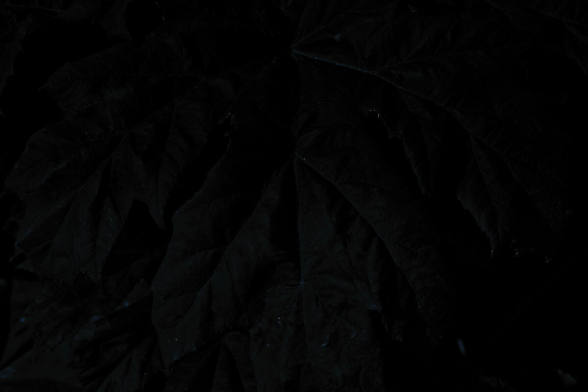 Название отсутствует - Денис Безногов Название отсутствует - Денис Безногов