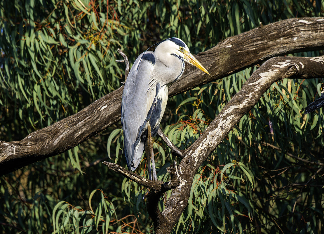 Большая голубая цапля. - Alexander Amromin Большая голубая цапля. - Alexander Amromin