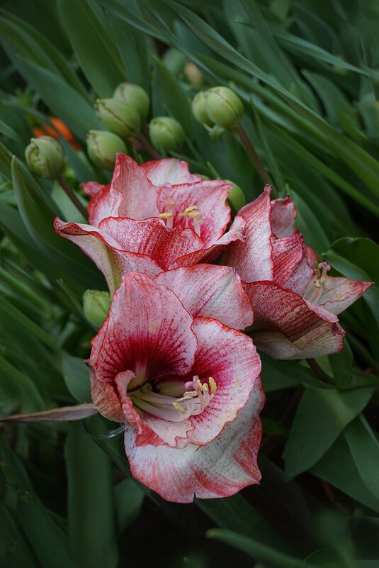 " Репетиция весны" - Ольга " Репетиция весны" - Ольга