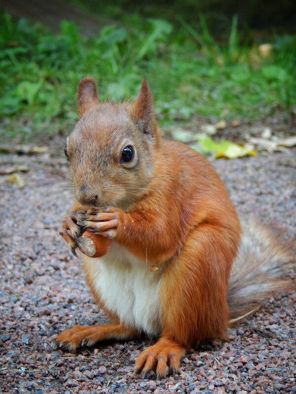 Белочка - Юлия Голикова