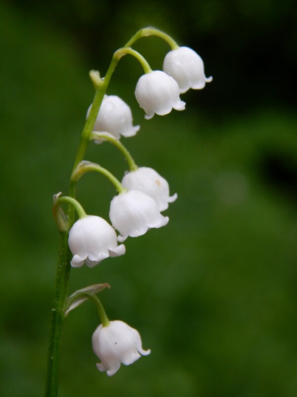 Ландыши - Юлия Голикова