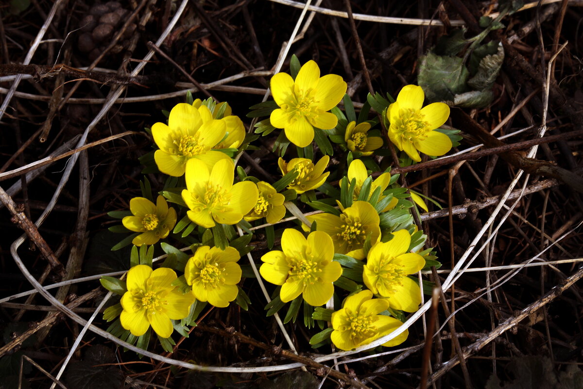 Эрантис 10 марта в Ботсаду МГУ - Михаил Бибичков Эрантис 10 марта в Ботсаду МГУ - Михаил Бибичков