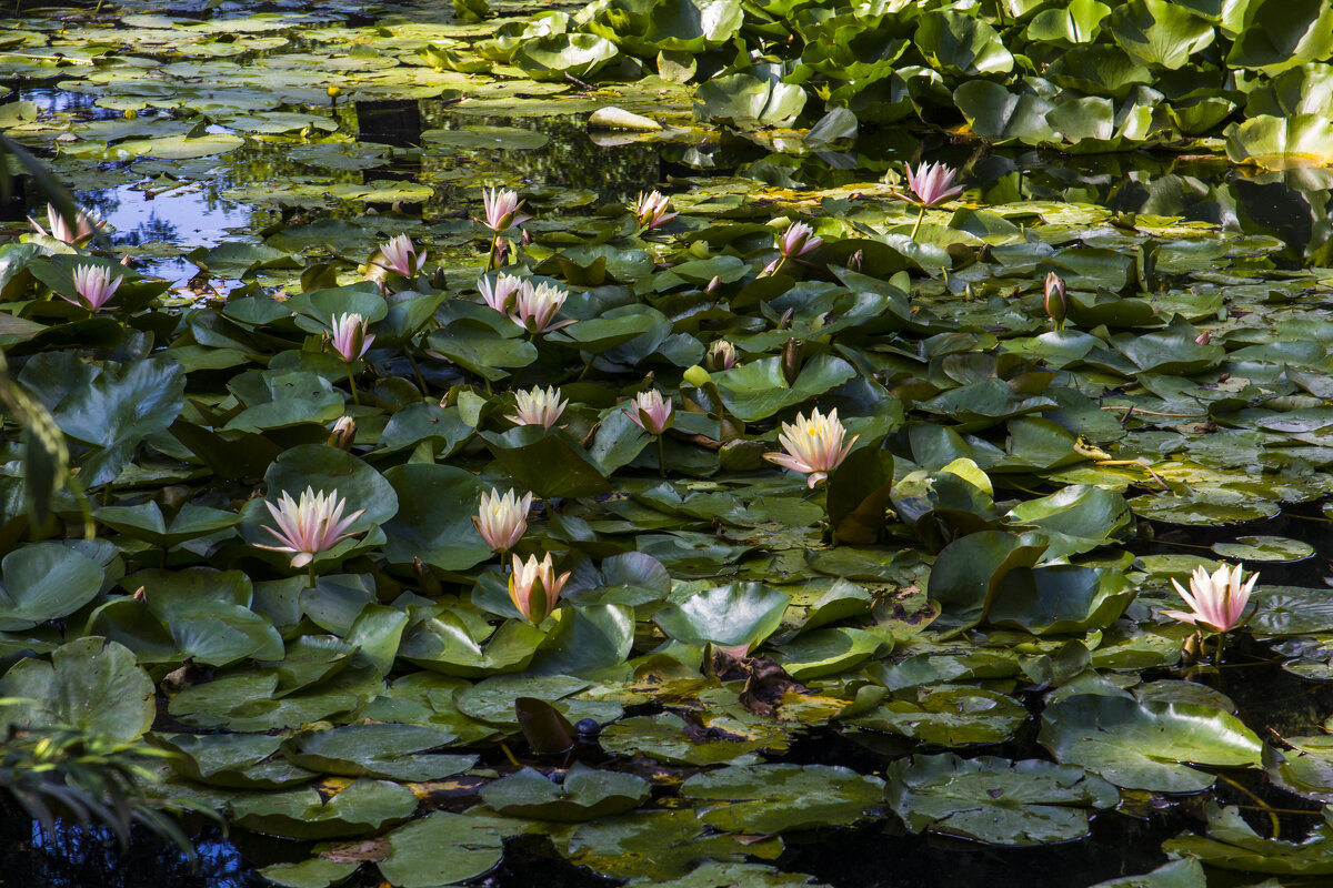 Водяные лилии - Валентин Семчишин Водяные лилии - Валентин Семчишин