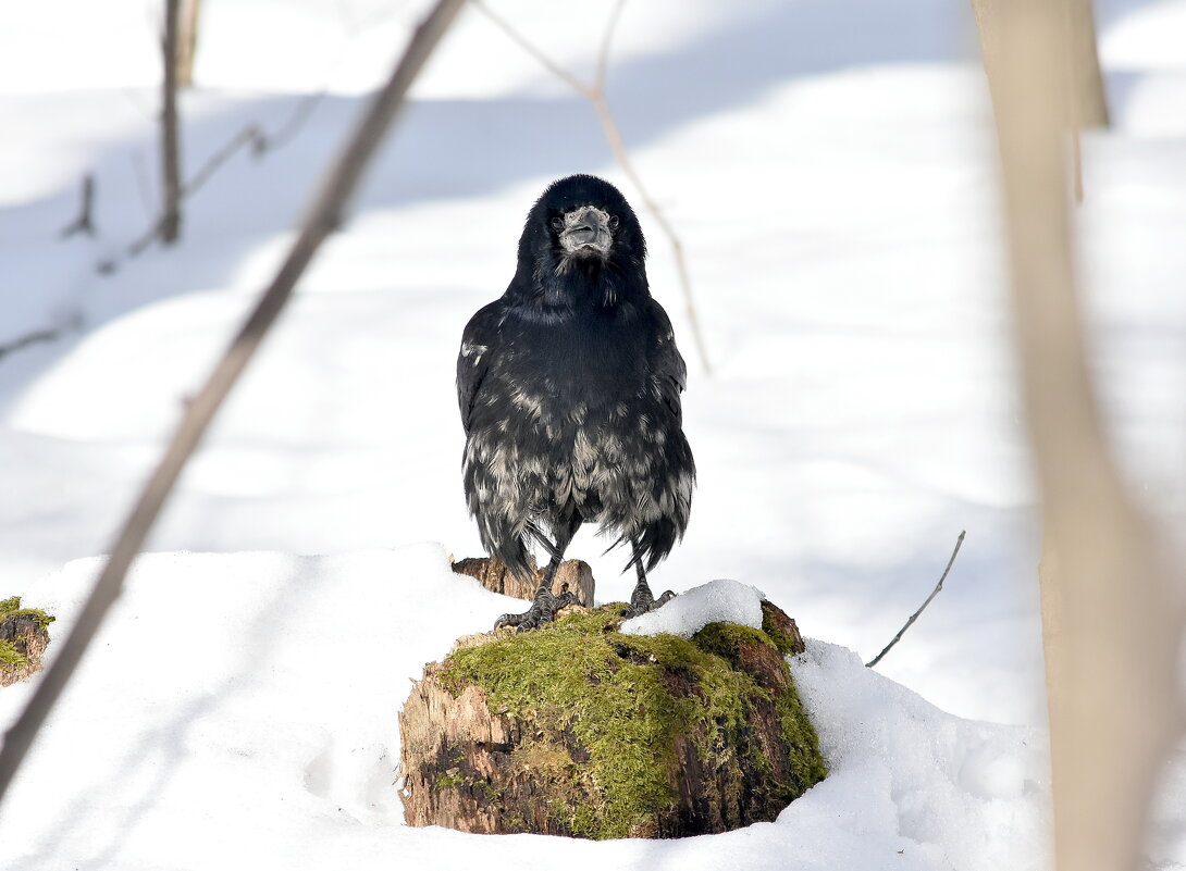 Грач - Алексей . Грач - Алексей .