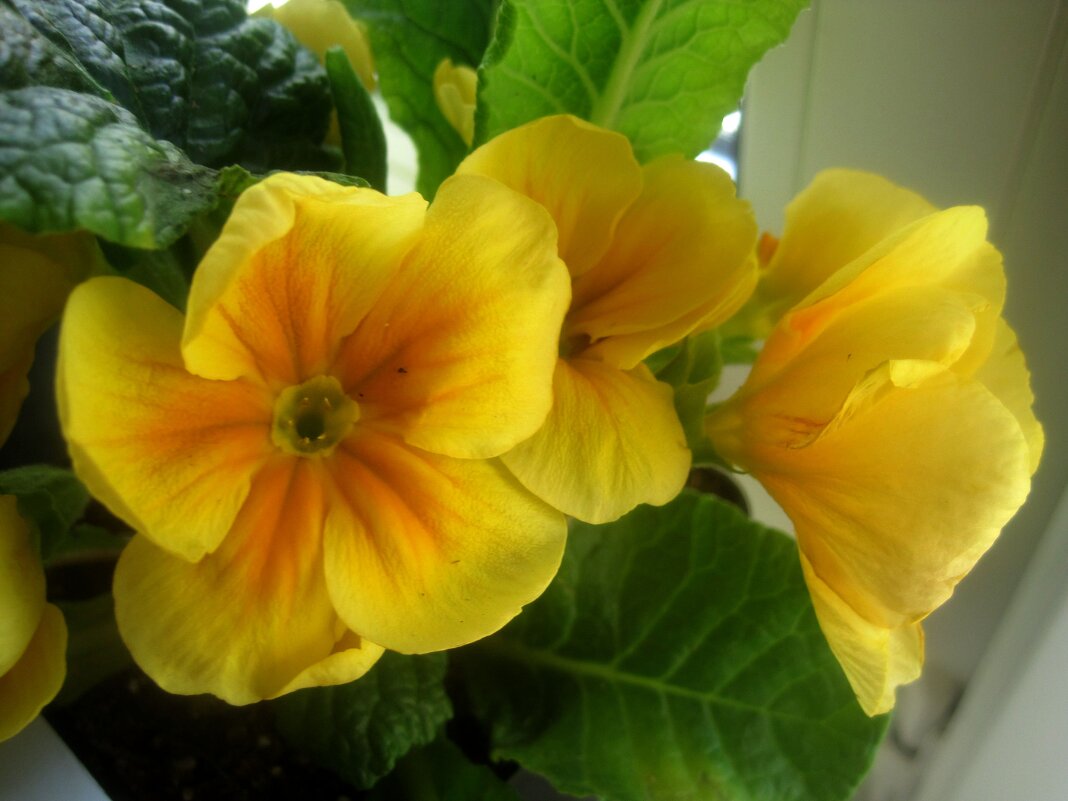 Примулы - Елена Семигина Примулы - Елена Семигина