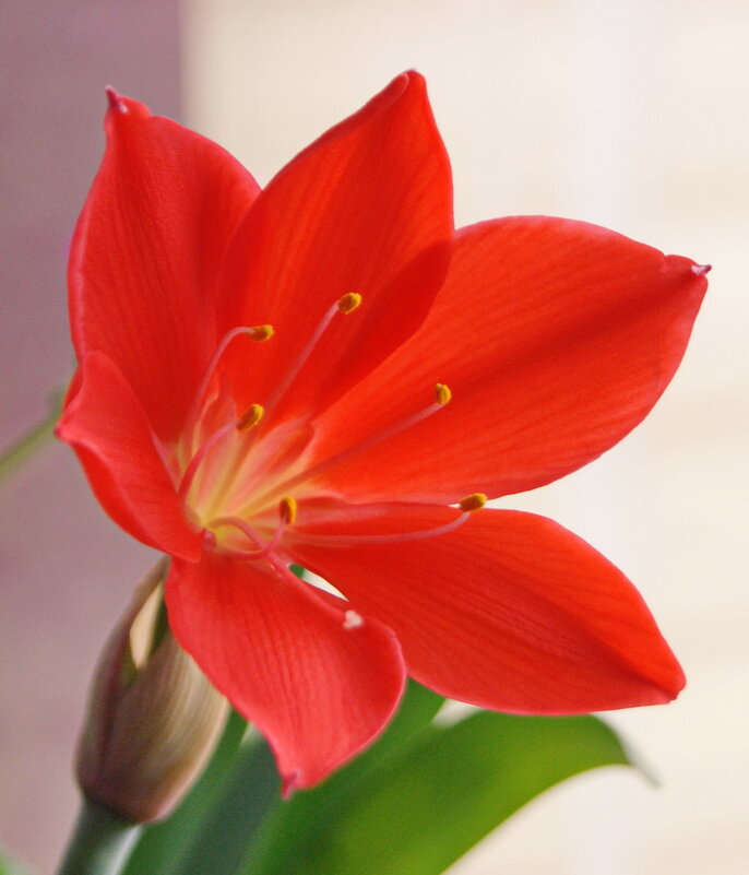 Красавчик с подоконника. - сергей ермошкин