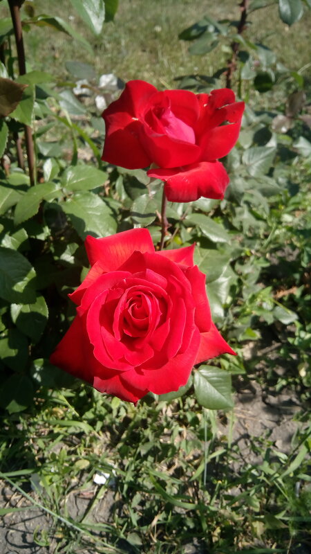 ,,, - Сергей Тимоновский