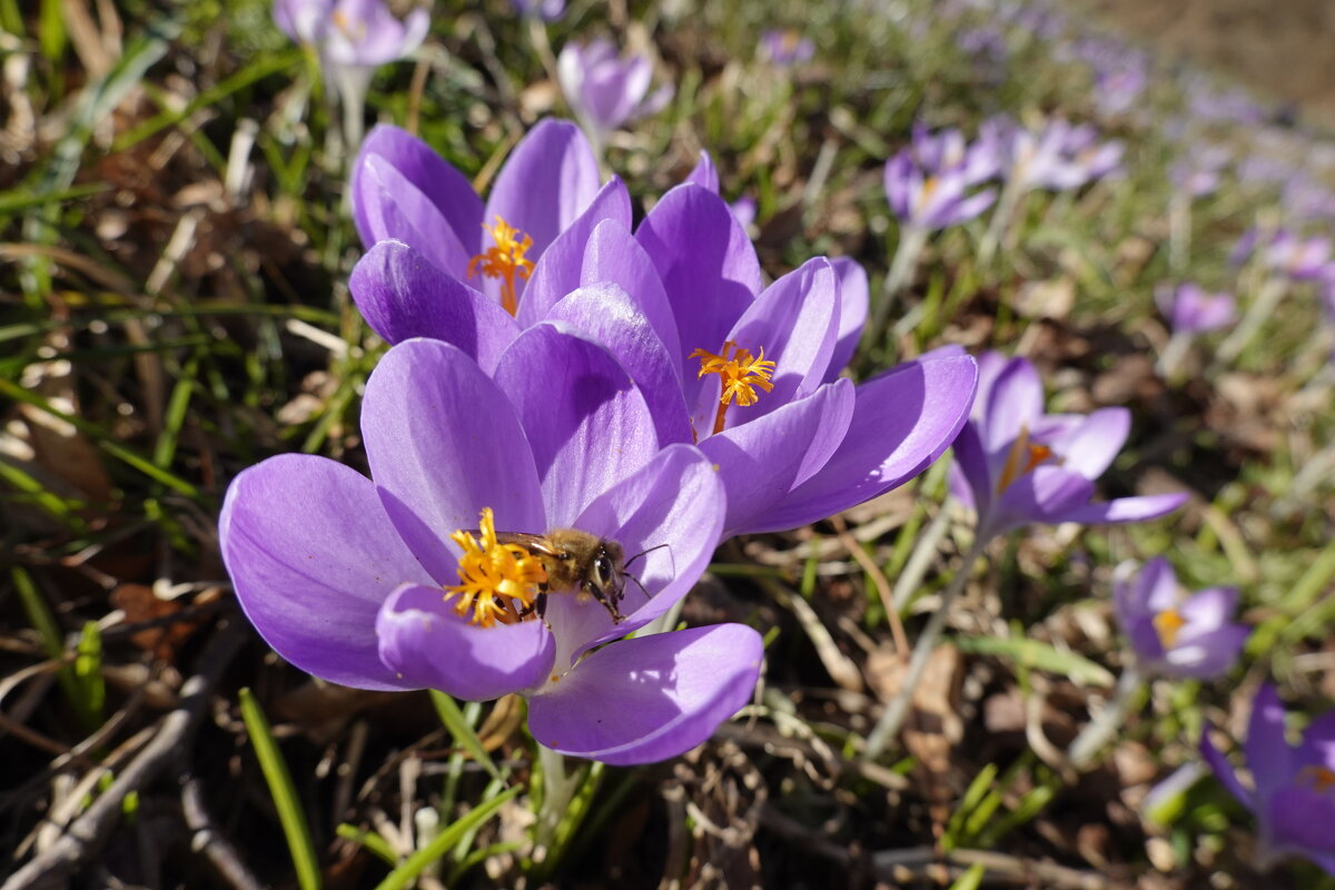 Древние греки связывали крокус с богиней утренней зари Эос... - Галина Древние греки связывали крокус с богиней утренней зари Эос... - Галина