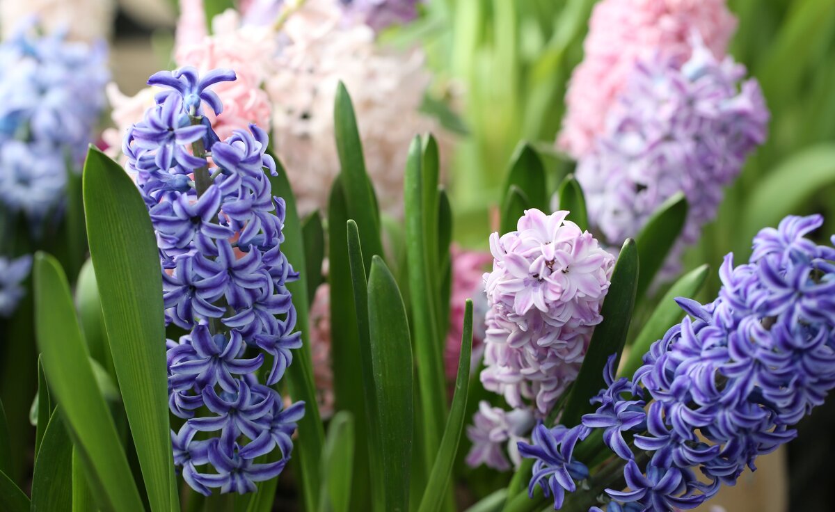 Гиацинты - ZNatasha - Гиацинты - ZNatasha -