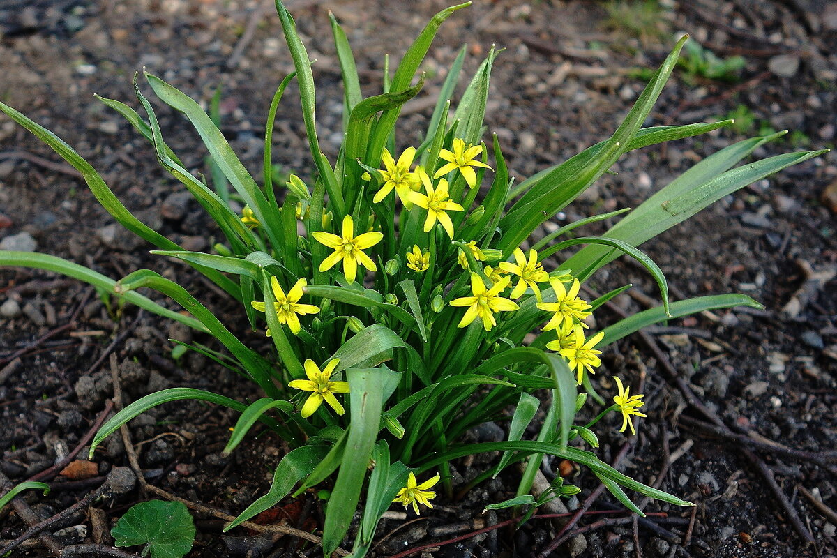 Первоцветы - Гусиный лук - Рита Симонова Первоцветы - Гусиный лук - Рита Симонова