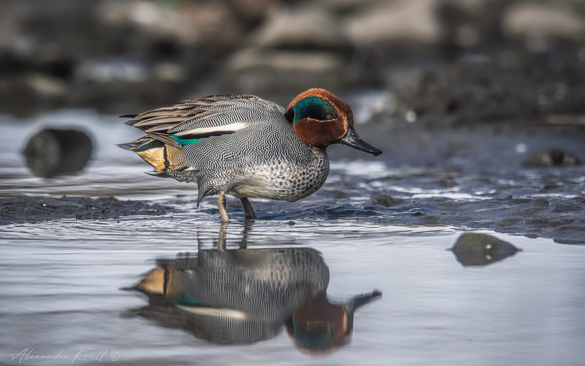 Свистунок - Александр К. Свистунок - Александр К.