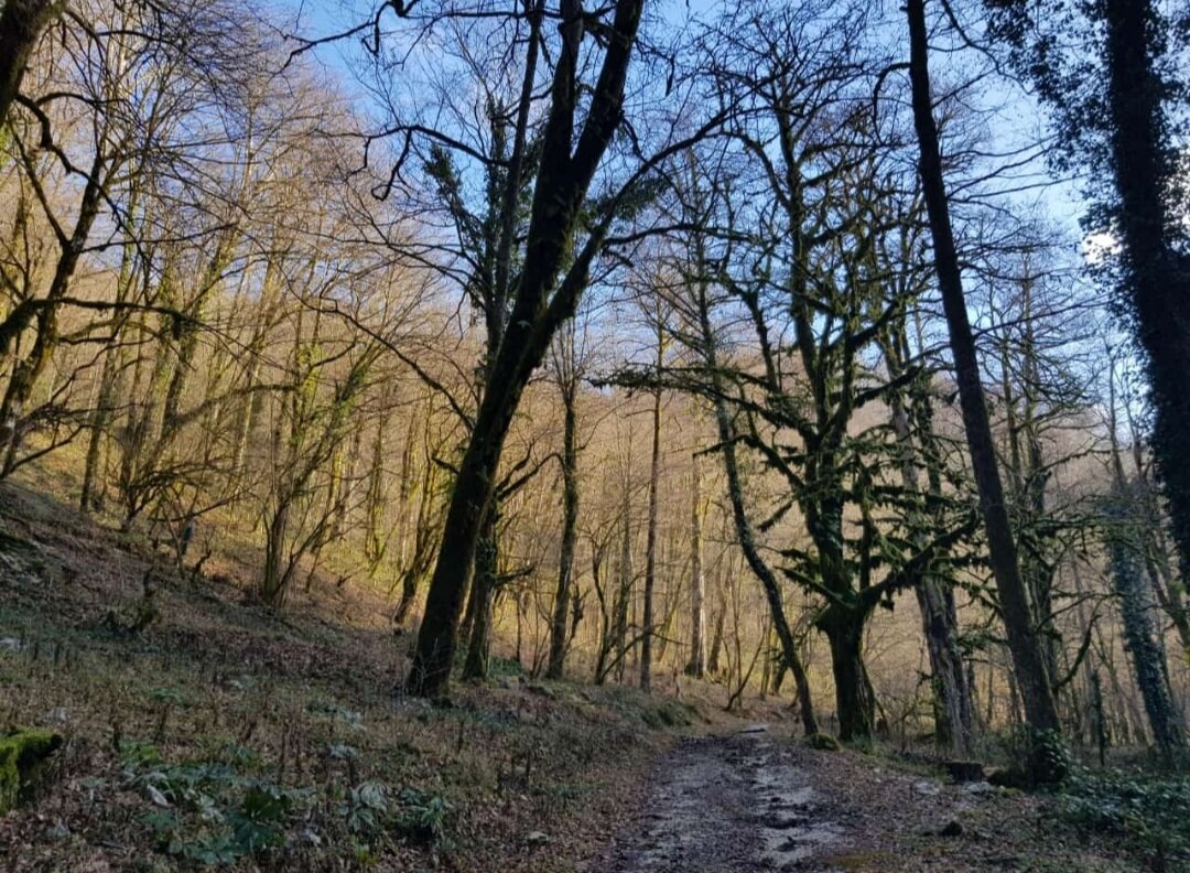 ОРЕХОВКА - Tata Wolf