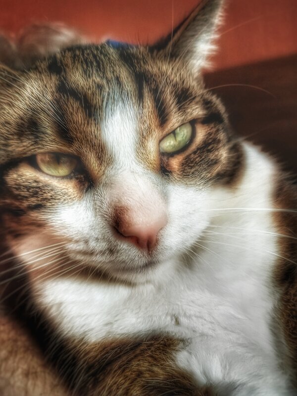 Кот - ВЛАДИМИР 