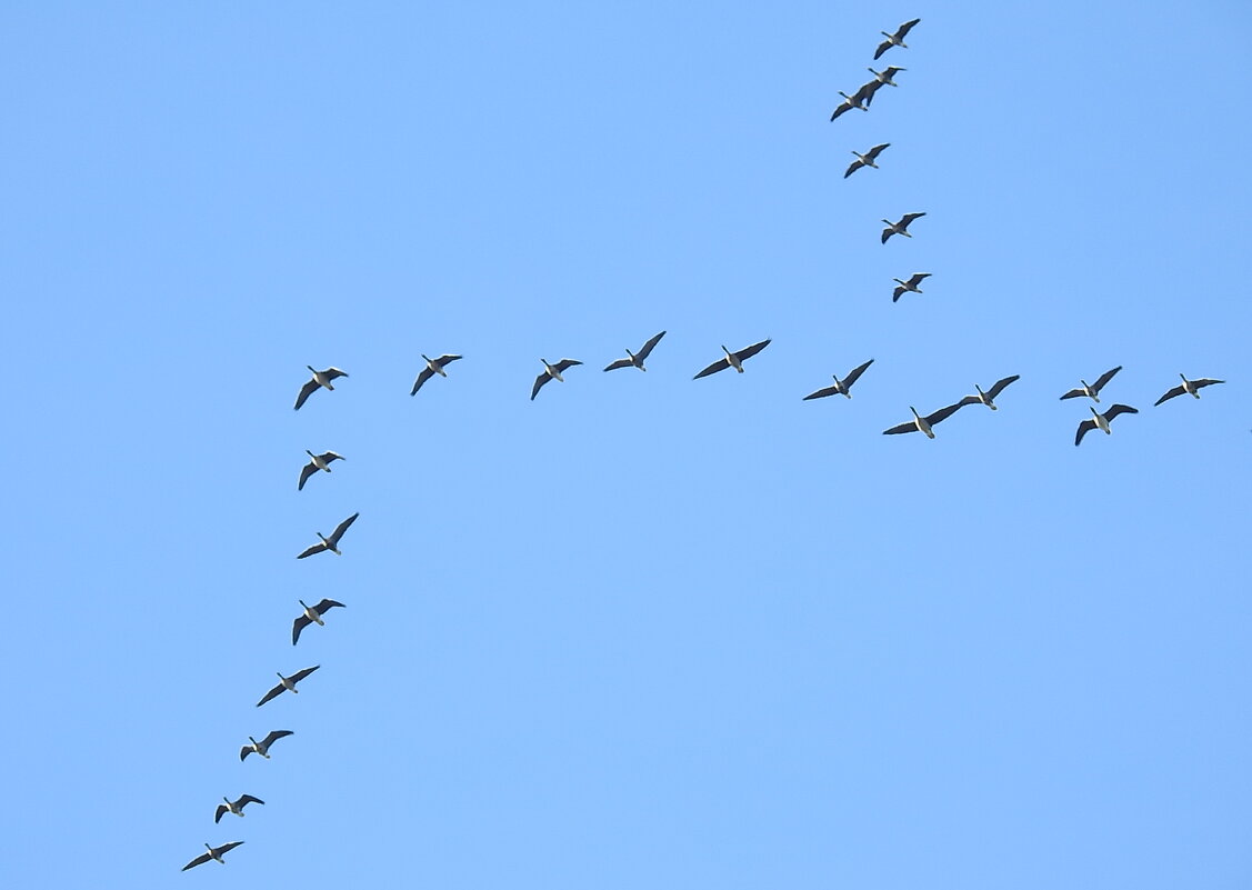 уже летят гуси - ИННА ПОРОХОВА