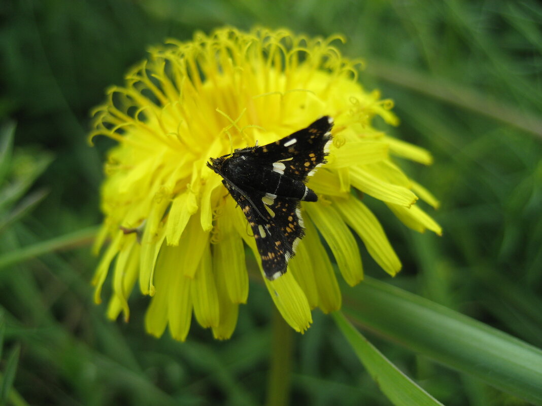 Окончатый мотылек обыкновенный - Anna Ivanova Окончатый мотылек обыкновенный - Anna Ivanova