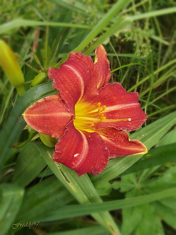 Лилейник - Freddy 97