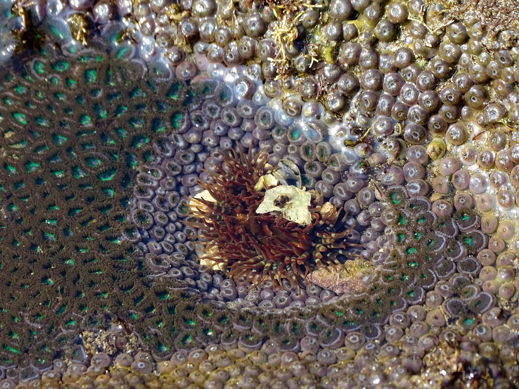 Последние капли - Павел Трунцев