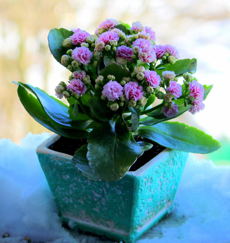 Натюрморт! - жанна нечаева Натюрморт! - жанна нечаева