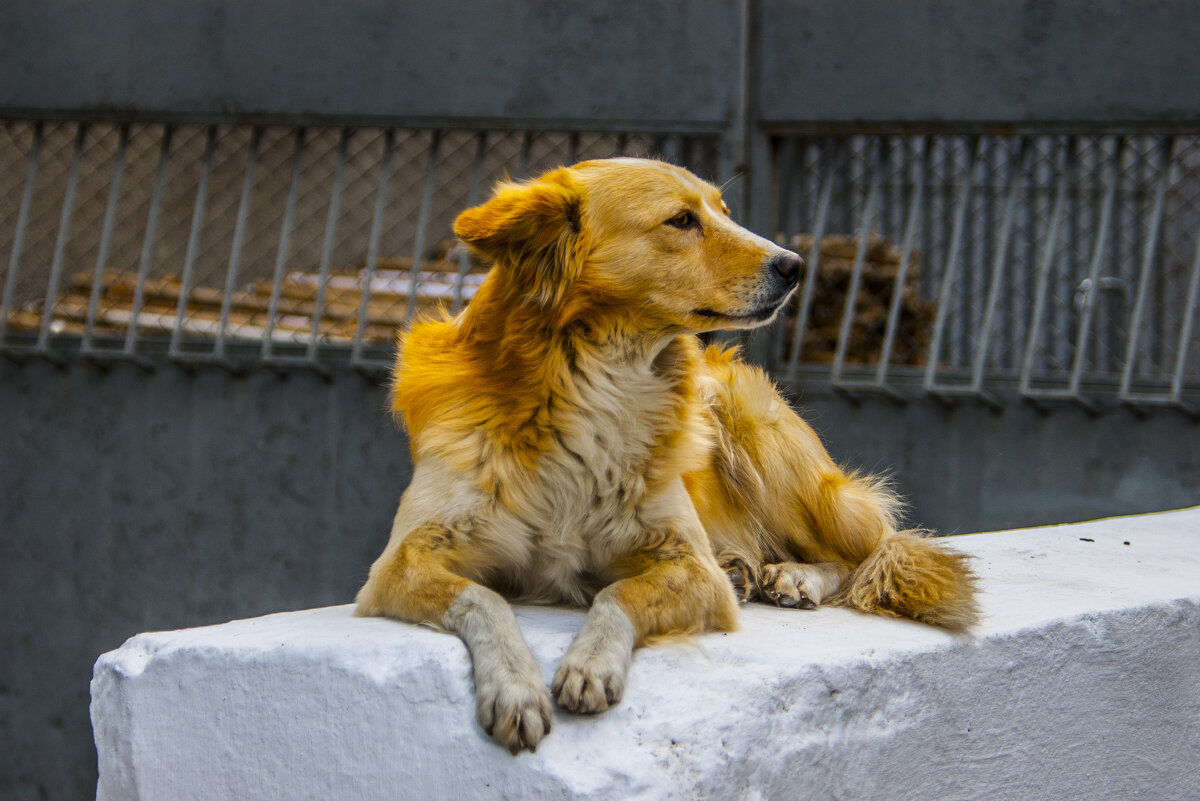 Портрет красивейшего, благороднейшего Собаки - Коля Лукашов