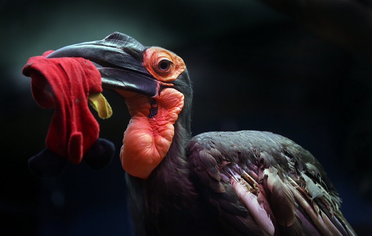 кафрский ворон - Михаил Бибичков