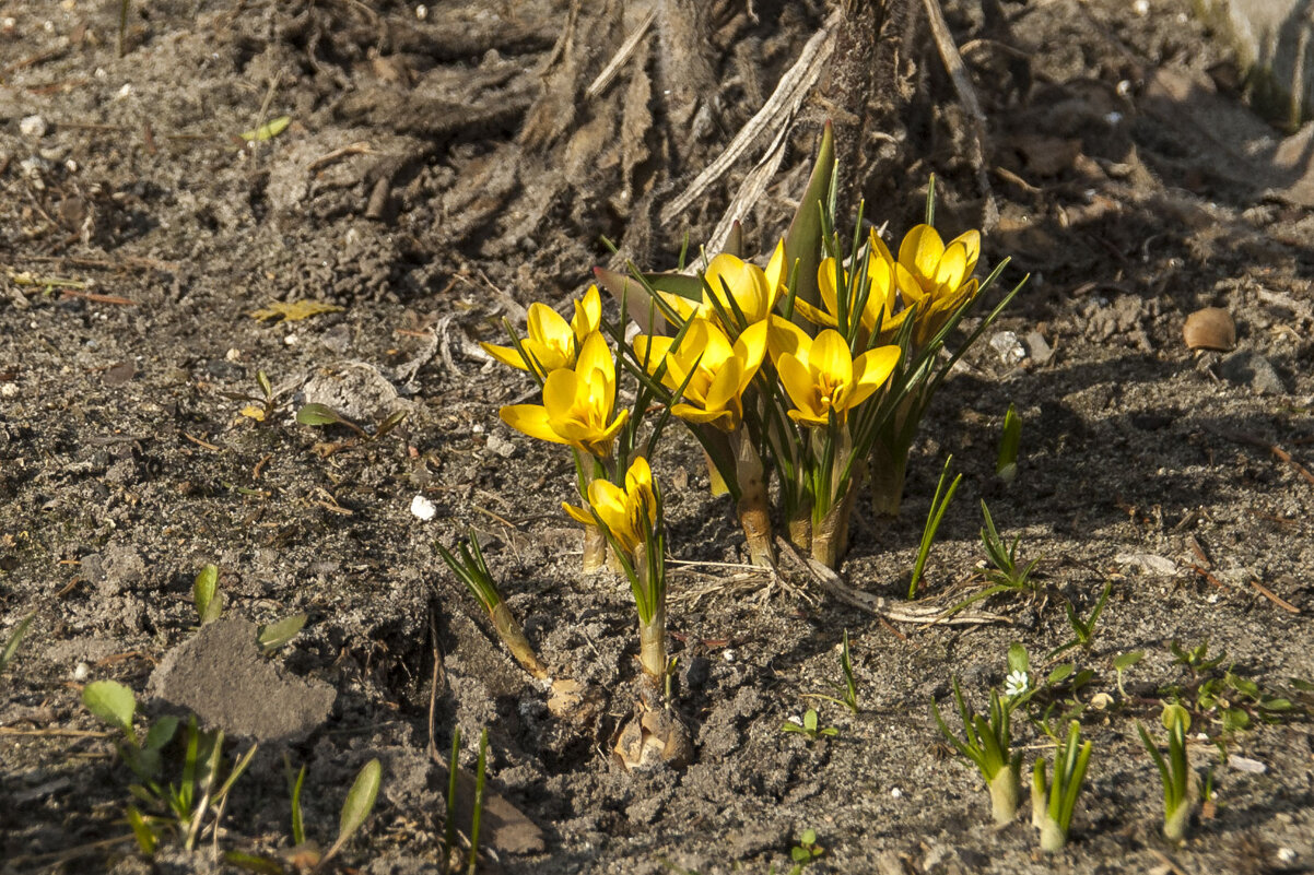 ... - Елена Пономарева