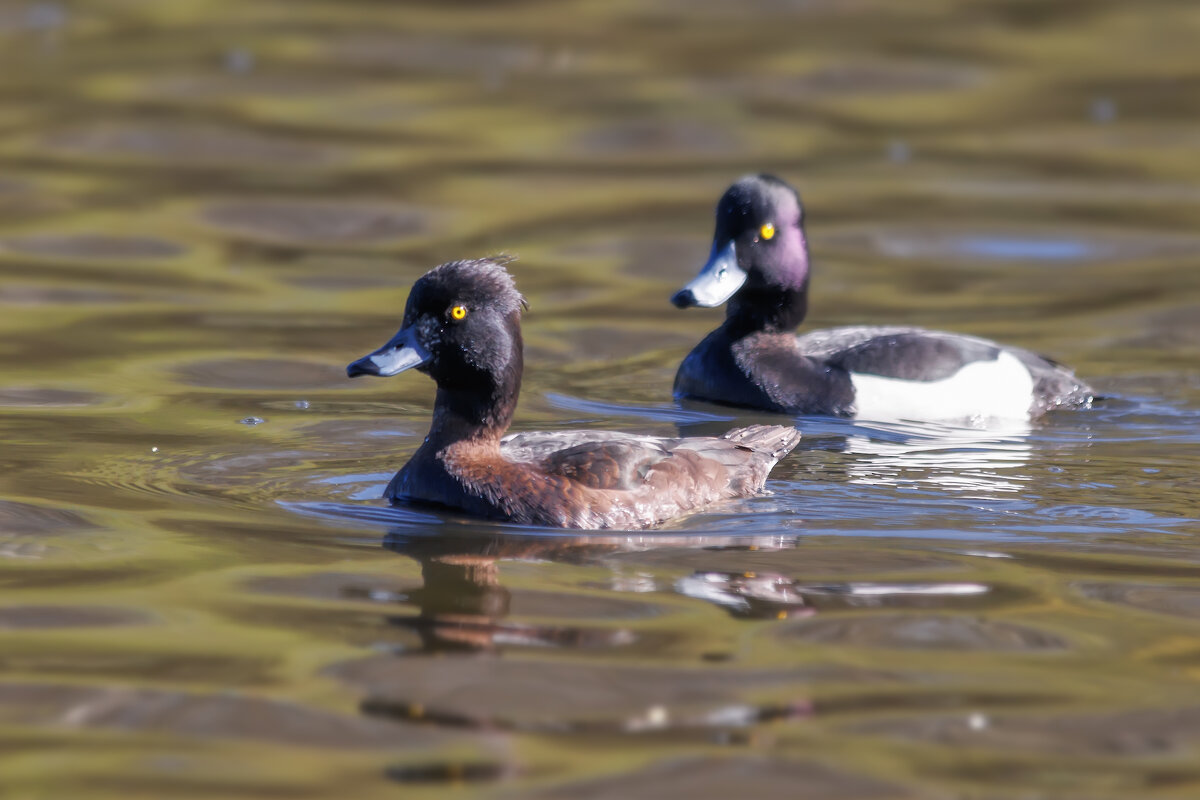Хохлатая чернеть - Владимир Колесников Хохлатая чернеть - Владимир Колесников