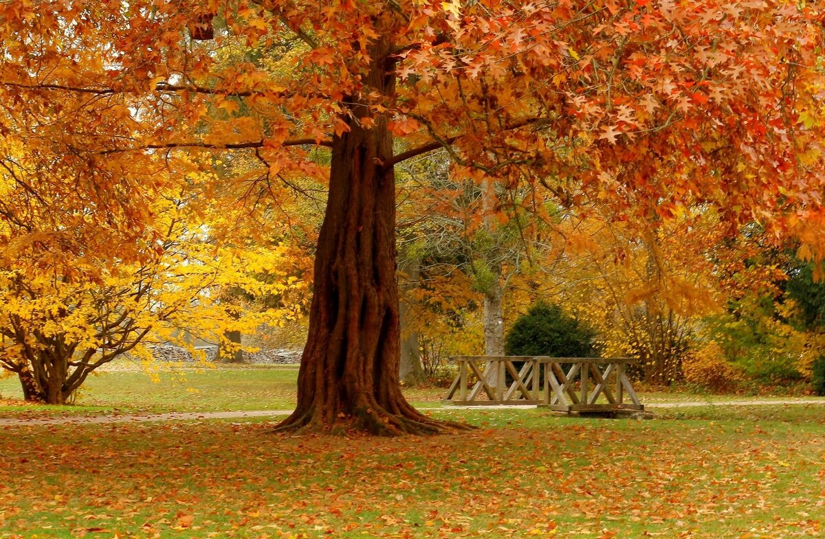 Старое дерево - Юрий. Шмаков