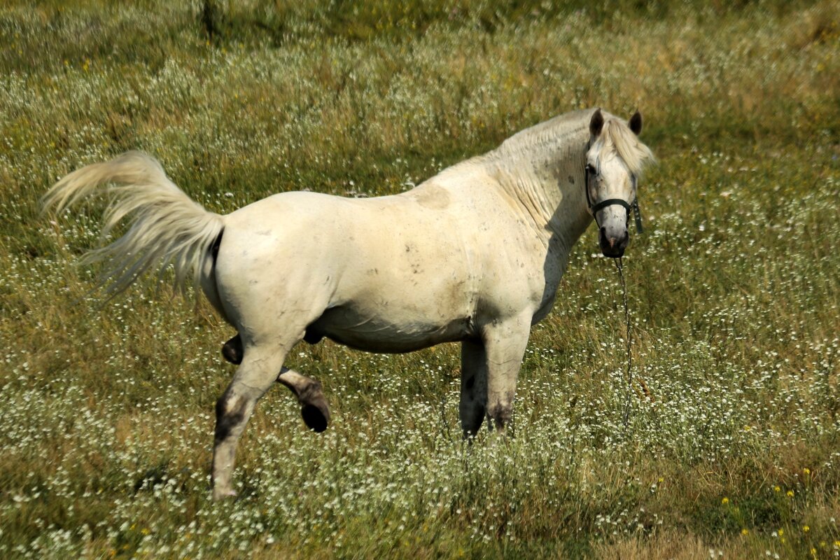 Достала мошкара - Юрий. Шмаков Достала мошкара - Юрий. Шмаков