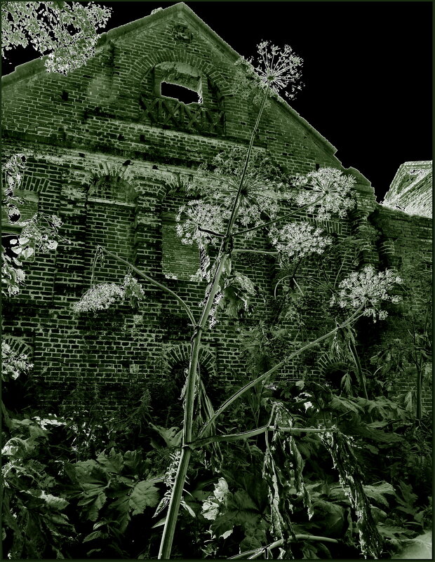 Запустение - Наталья Rosenwasser