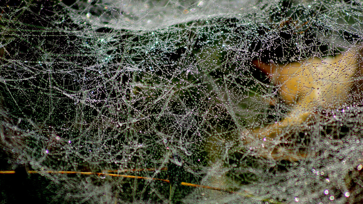 природные узоры 1 - Александр Прокудин природные узоры 1 - Александр Прокудин