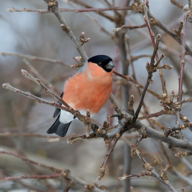 Снегирь - Александр 