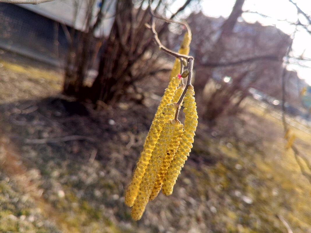 Орешник - Сапсан 