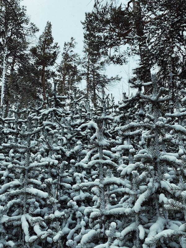 Всё в свежем снегу... - Георгиевич Всё в свежем снегу... - Георгиевич