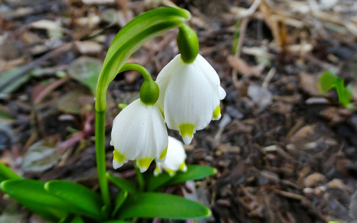 Подснежники на городских клумбах - Милешкин Владимир Алексеевич 