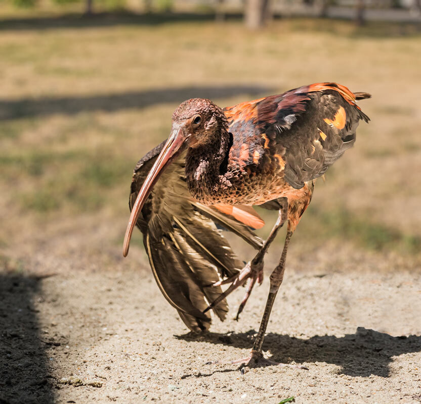 Каравайка - SanSan 