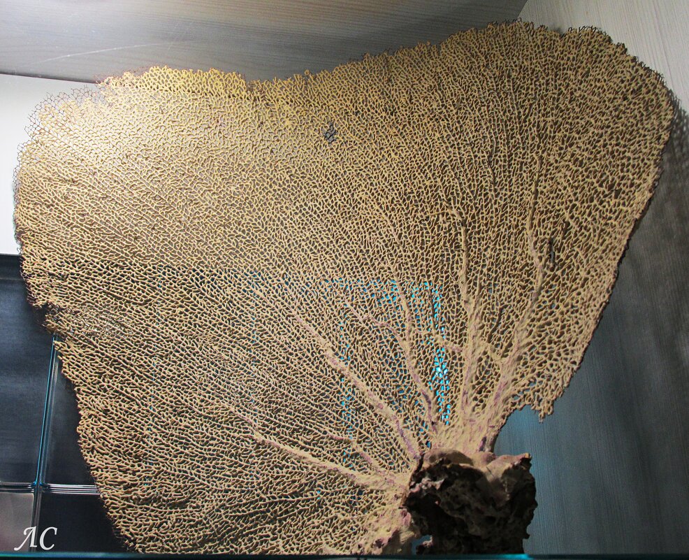 Горгонария - Любовь Сахарова Горгонария - Любовь Сахарова