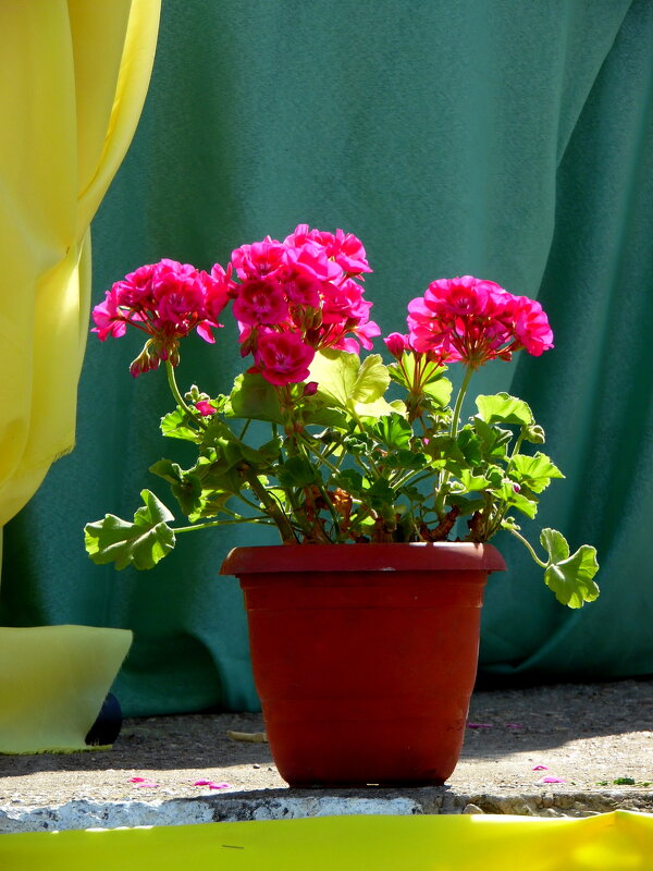 Герань. - nadyasilyuk Вознюк Герань. - nadyasilyuk Вознюк