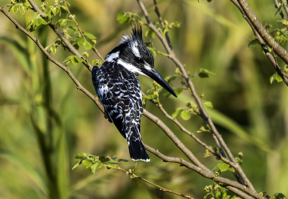 Малый пегий зимородок. - Alexander Amromin Малый пегий зимородок. - Alexander Amromin