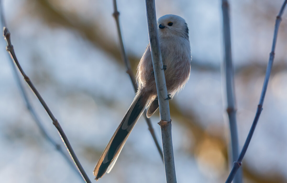 в контровом - Виталий Емельянов в контровом - Виталий Емельянов