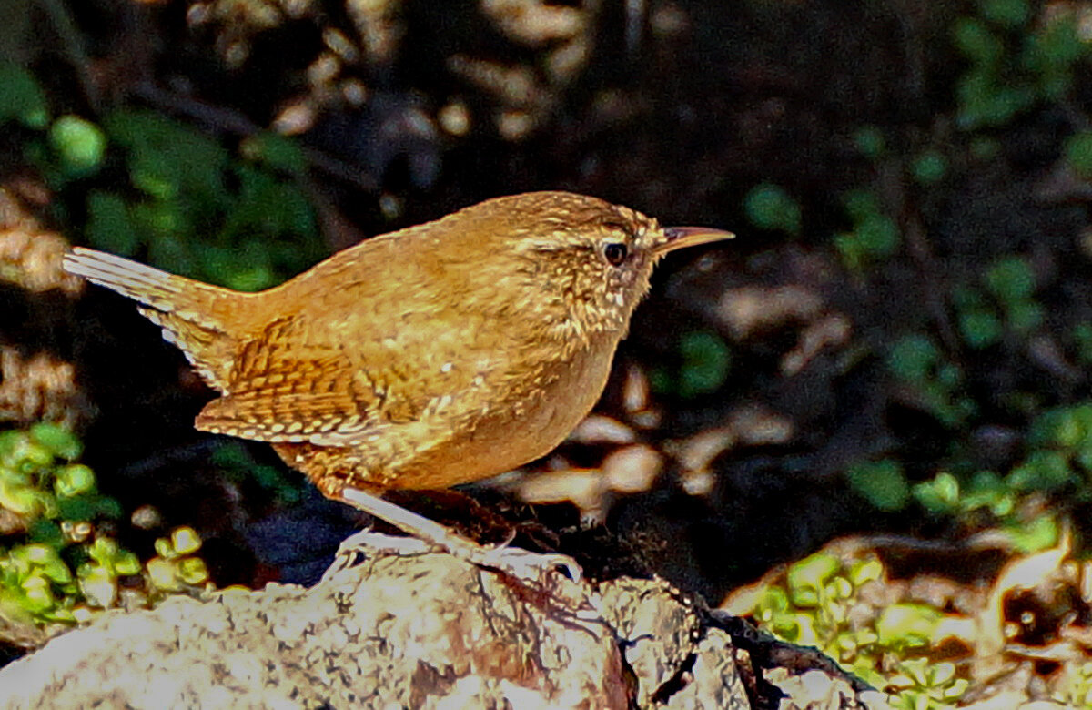 Я пришёл на Вас посмотреть... - Николай Саржанов