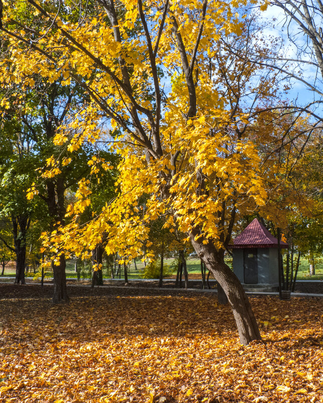 Осень в Гагаринском парке - Валентин Семчишин Осень в Гагаринском парке - Валентин Семчишин
