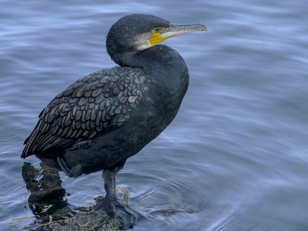 Чёрный баклан - Валентин Семчишин Чёрный баклан - Валентин Семчишин