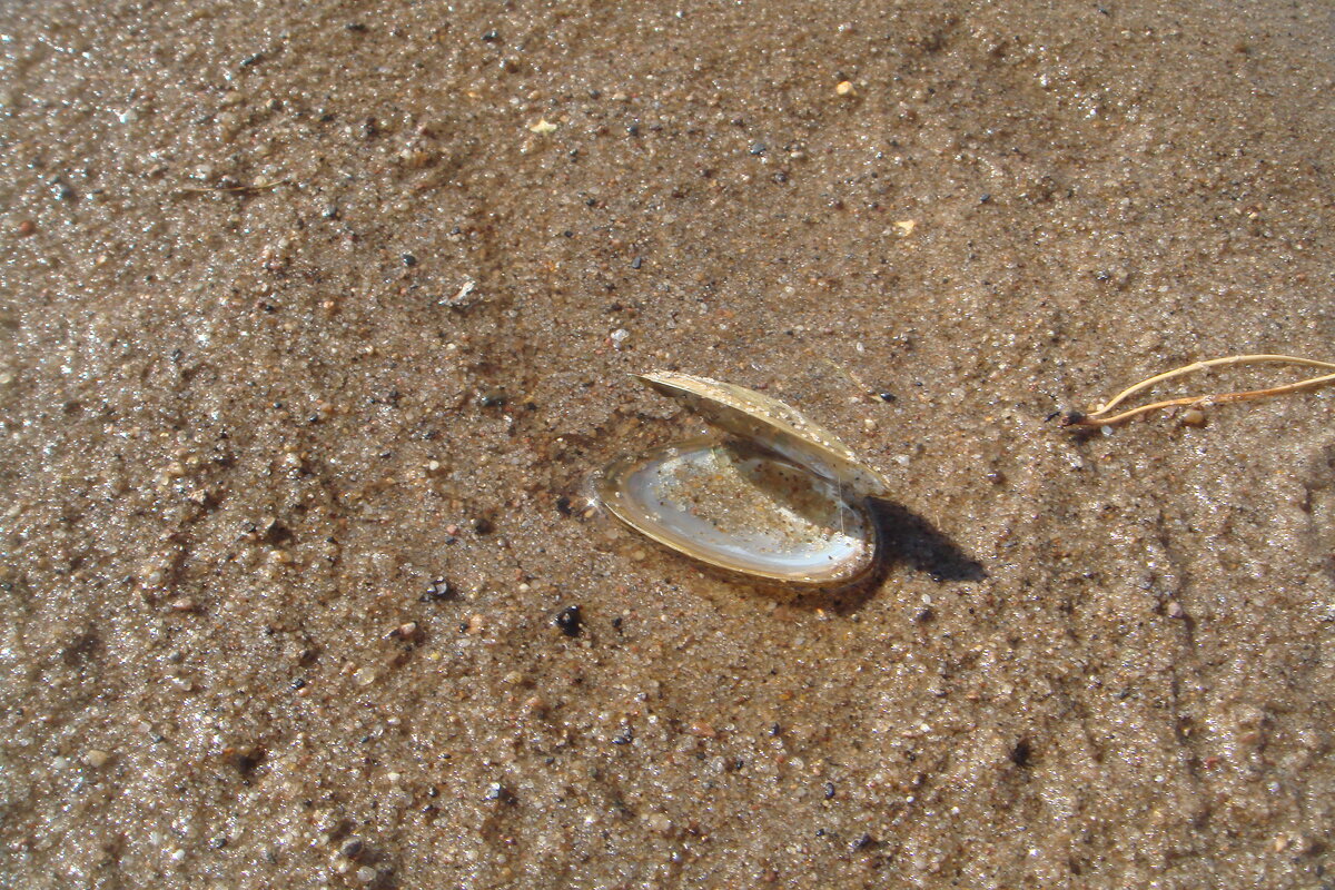 ***ракушка на речном пляже*** - Olga Oskolkova ***ракушка на речном пляже*** - Olga Oskolkova